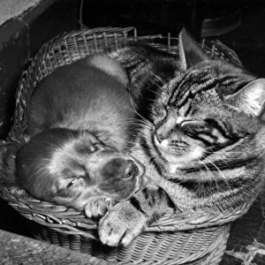 Susi - with cat in basket