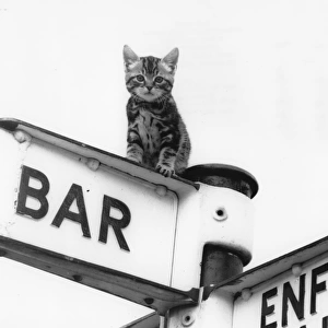 Tabby kitten on top of a signpost