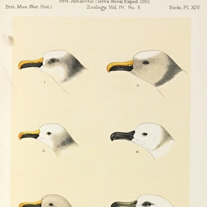 Terra Nova birds report