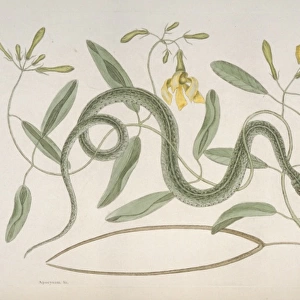 Thamnophis sp. garter snake