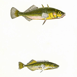 Three-Spined Stickleback and Tinker
