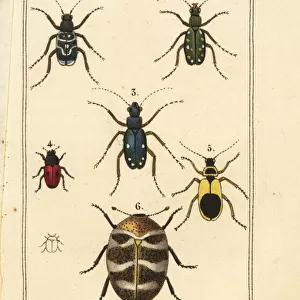 Tiger beetles, varied carpet beetle, etc