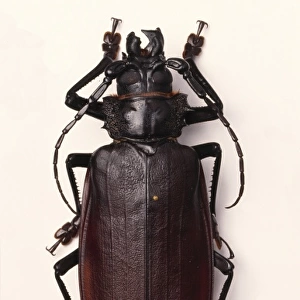 Titanus giganteus, South American longhorn or titan beetle