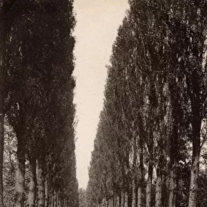 Tree-lined Avenue Sully, France