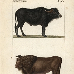 Water buffalo, Bubalus bubalis, and extinct