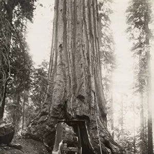 Wawona, giant sequioa tree, Mariposa Grove, California