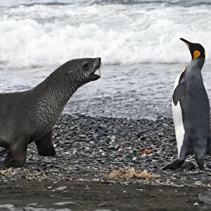 Antarctic Fur Seal - Elsehul - South Georgia