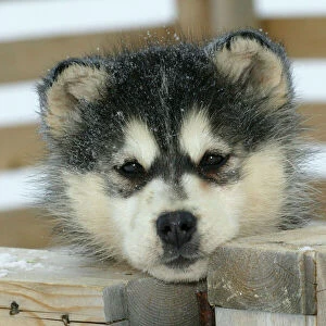Arctic / Siberian Husky - puppy, close-up of face Churchill. Manitoba. Canada