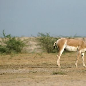 Asian Wild Ass / Asiatic Wild Ass / Kulan / onager / khur / dzigettai - grazing. Little Rann of Kutch, Gujarat, India