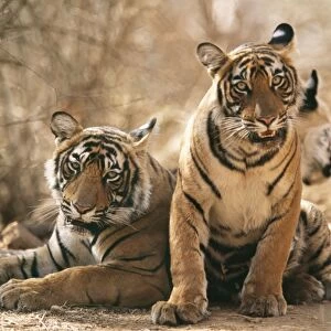 Bengal / Indian Tiger CB 150 11 month old cub, Ranthambhore National Park, India. Panthera tigris © Chris Brunskill / ardea. com