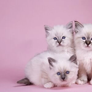 Blue Tabby. Seal Tabby &Blue Birman Cat - x 3 kittens