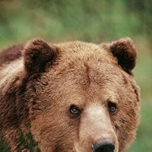 Brown Bear JD 4200 Ursus arctos © John Daniels / ARDEA LONDON