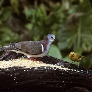 Caribbean Dove - with Saffron FInch (Sicalis flaveola)