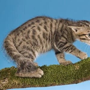 Cat - tabby kitten on tree branch in defensive posture