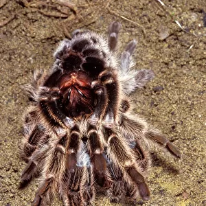 Spiders Collection: Chilean Rose Tarantula