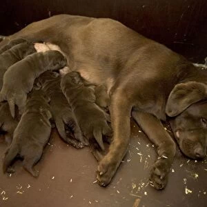Chocolate Labrador - female with puppies suckling
