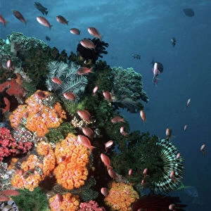 Coral reef scene VT 8226 Great Barrier Reef, Queensland, Australia © Ron & Valerie Taylor / ARDEA LONDON