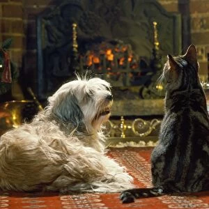 Dog & Cat - in front of fire at Christmas