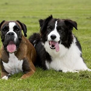 Dogs - Boxer and Border Collie lying in grass