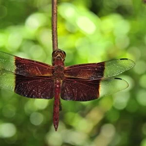 dragonfly - Red Grasshawk - Tanjung Puting National Park - Kalimantan - Borneo - Indonesia. Order - Odonata