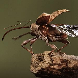 Elephant Weevil - taking off