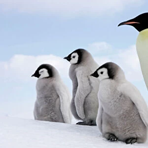: Penguins
