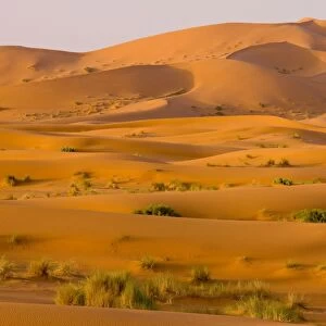Erg Chebbi sand dunes - Moroccan Sahara Desert - after very wet winter (spring 2009). Morocco