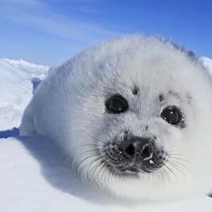 : Seals