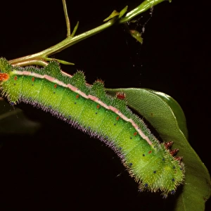 Helena moth - mature larva