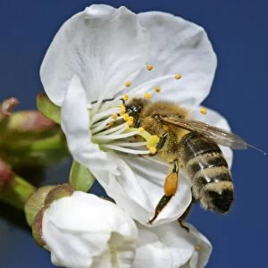 Honeybee on cherry tree blossom collecting pollen Baden-Wuerttemberg, Germany