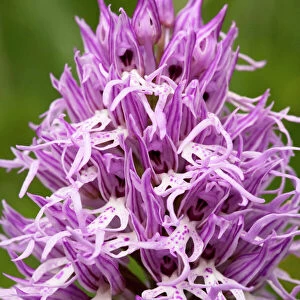 Italian Orchid, or Naked Man Orchid (Orchis italica), Crete