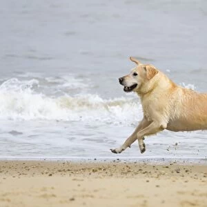 Labrador (cross) Dog - running on Beach Norfolk UK