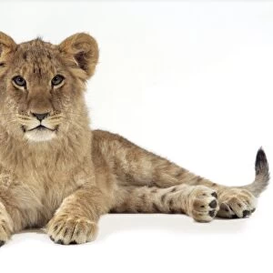 Lion cub (approx 16 weeks old) laying down