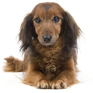 Long-Haired Dachshund / Teckel Dog - 15 year old in studio. Also known as Doxie / Doxies in the US