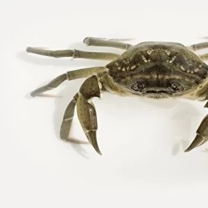 Mediterranean Crab