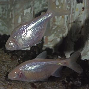 C Collection: Cavefish