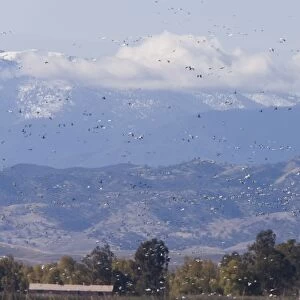 Mixed flock in flight - Ross's Geese (Chen rossii) and Snow Geese (Chen caerulescens) - at Sacramento National Wildlife Reserve, Black Butte mountains / Mendocino Forest beyond; California, United States