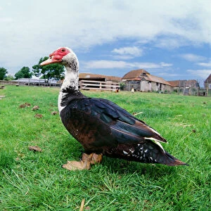 Ducks Collection: Muscovy Duck