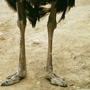 Ostriches Collection: Related Images