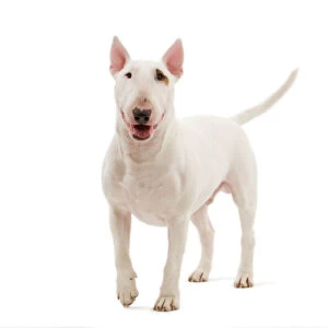 Terrier Collection: Bull Terrier Miniature