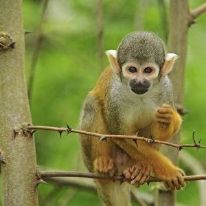 peruvian Squirrel Monkey
