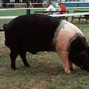 Pig / Hampshire Boar