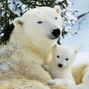 : Polar Bears