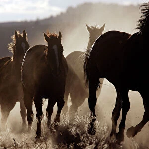 Quarter / Paint Horses - running. Ponderosa Ranch - Seneca - Oregon - USA