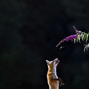 Red Fox - cub jumping for butterfly - controlled conditions 14270