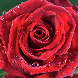 Rose - with raindrops