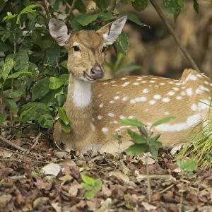 Spotted Deer / Chital - chewing their cud - Corbett National Park - India