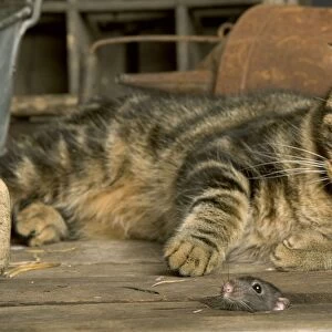 Tabby Cat - watches mouse