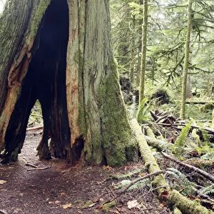 Temperate rainforest - hollow tree trunk. Cathedral Grove Princess Royal Island - British Columbia - Canada