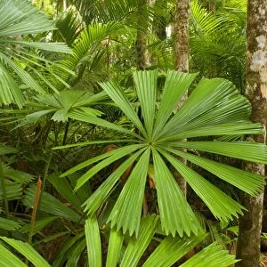 Tropical rainforest - lush tropical rainforest with lots of beautiful Licuala Fan Palms. This is prime habitat for the Southern Cassowary, because they love the fruits of this palm - Tam O'Shanter National Forest